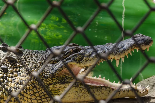 Аллигаторы открывают ему рот в клетке — стоковое фото