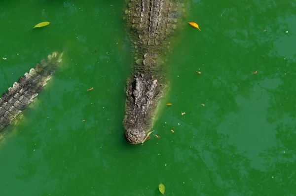 Crocodile floating in the water view from the top — Stock Photo, Image