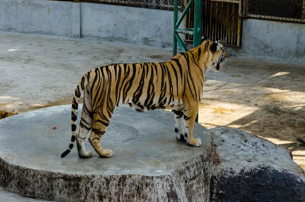 Tiger wird von Menschen gefüttert — Stockfoto