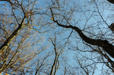 Sonbahar ağaç dalları ve gökyüzü