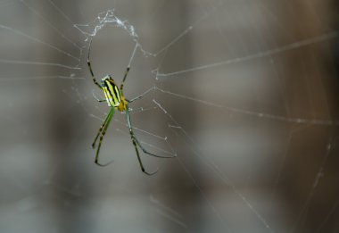 Örümcek ağları yeşil ve siyah