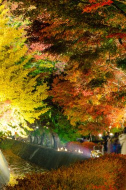 Sonbahar Japonya aydınlatıyor