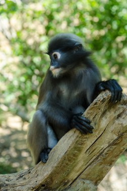 Gölgeli langur veya Trachypithecus burnu