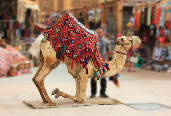 Camello para paseos, a caballo turistas — Foto de Stock