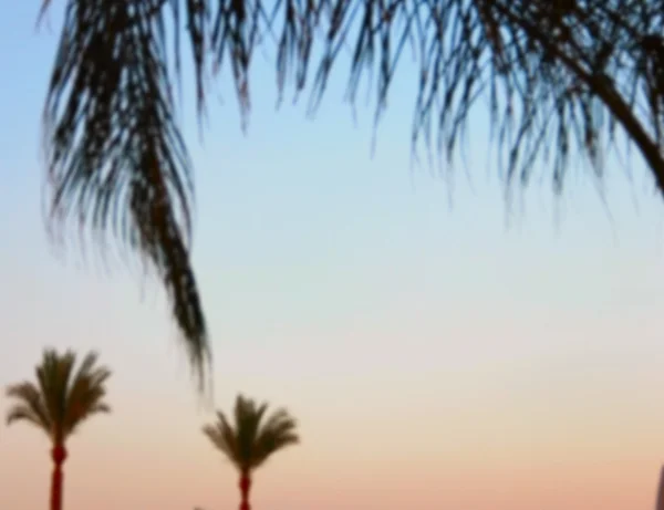 Silhouetten von Palmen in der Abenddämmerung — Stockfoto