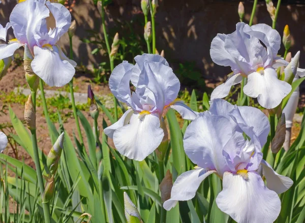 Rózsaszín Iris virágágyásba virágok, évelő, tavaszi flow — Stock Fotó
