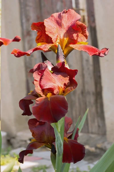 Ίριδες κόκκινο καφέ δ λουλούδια, αιώνιο, λουλούδι άνοιξη — Φωτογραφία Αρχείου