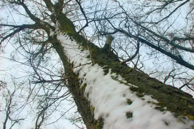 ağaç yakın çekim yukarı kar karlı kış hava bir backgrou üzerinde