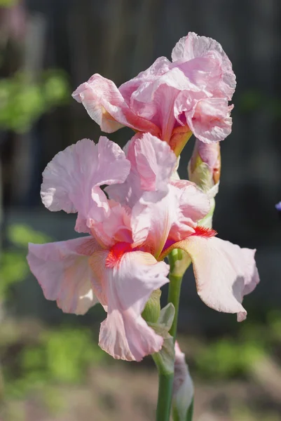 Ροζ λουλούδια ίριδας παρτέρι, αιώνιο, άνοιξη ροή — Φωτογραφία Αρχείου