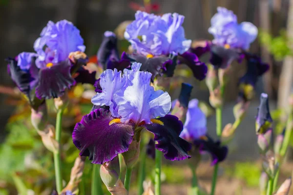 Rózsaszín Iris virágágyásba virágok, évelő, tavaszi flow — Stock Fotó