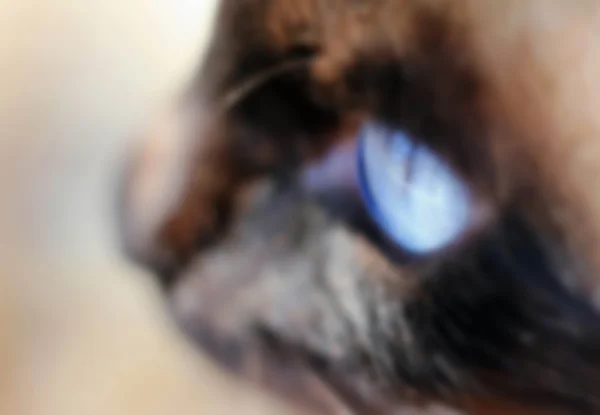 Olho de gato, olhar olhos azuis siameses de um predador, olhar, animais de estimação bonitos — Fotografia de Stock