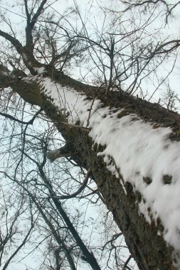 ağaç yakın çekim yukarı kar karlı kış hava bir backgrou üzerinde