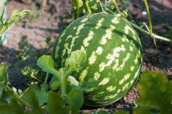 Vattenmelon i den trädgården ligger på marken — Stockfoto