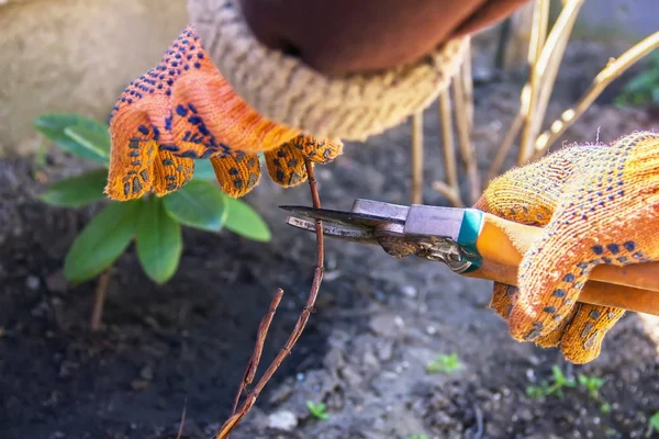 Tangan pemangkasan pohon dan semak-semak pemotong, bekerja di kebun dan — Stok Foto