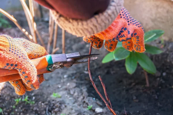 Tangan pemangkasan pohon dan semak-semak pemotong, bekerja di kebun dan — Stok Foto