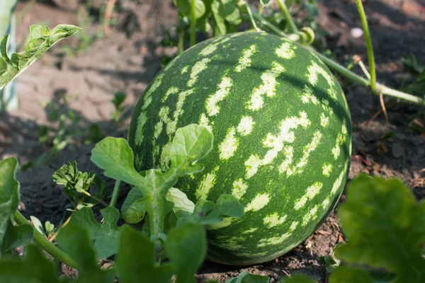 Vattenmelon i den trädgården ligger på marken — Stockfoto