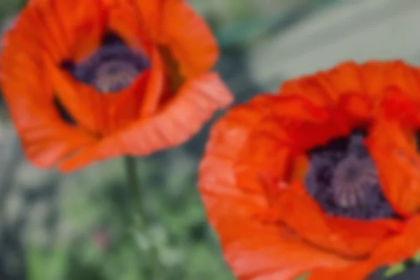 Червоні макові квіти, маковий квітковий бутон на зеленому фоні — стокове фото