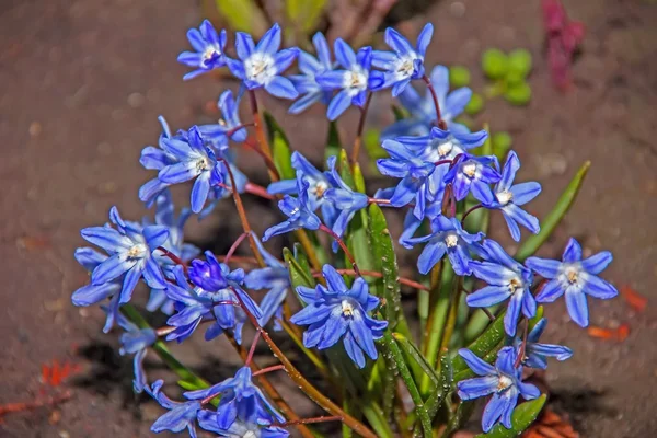 Brodieya szép virág, kék, növény Brodieya csodálatos homelan — Stock Fotó