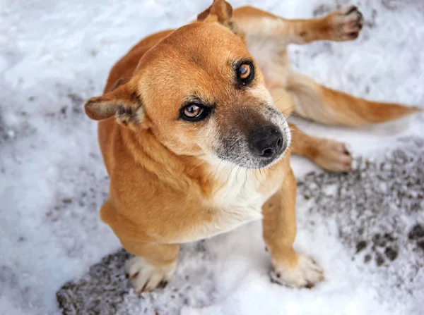 Hund, Kastanien, Schnee, Winter, gutherzige Augen, Nahaufnahme, im
