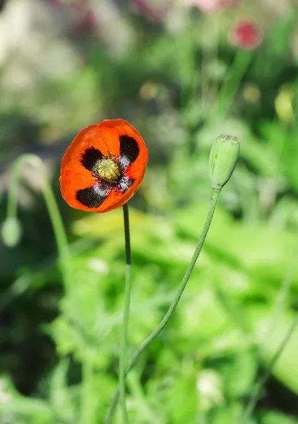 緑の背景に赤いケシの花、ポピーの花のつぼみ — ストック写真