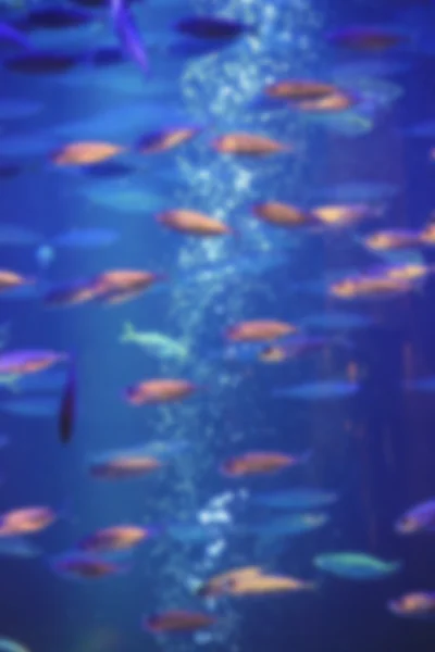 Aquarium with fish, blurred for background — Stock Photo, Image