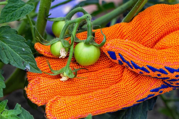 Plantar tomates en el jardín trabajando en el jardín en la suma — Foto de Stock