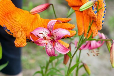 yaz bahçesinde bahçede zambak iş dikim, bakım fo