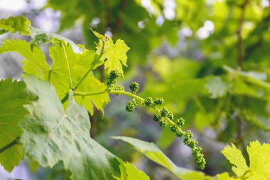Genç olgunlaşmamış üzüm, üzüm şube