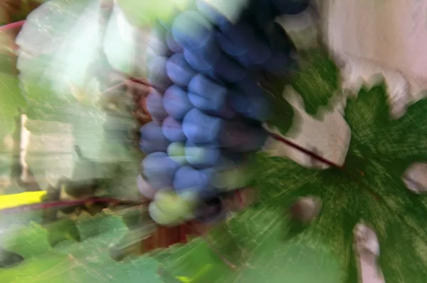 Beautiful bunches of grapes on the vine, Nature background with — Stock Photo, Image