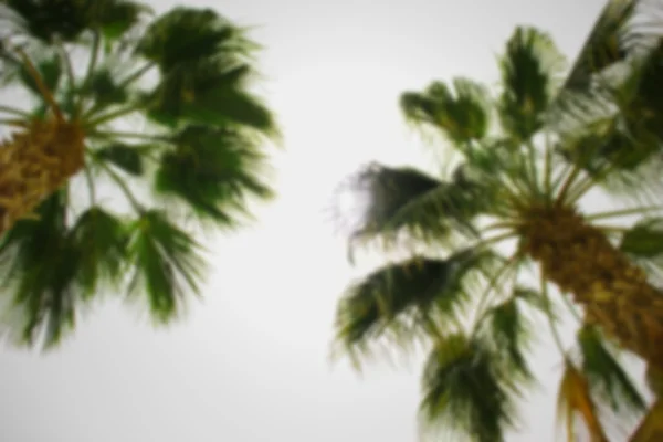 Palm Trees Palms Blue Sky Blurred — Stock Photo, Image