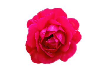 kırmızı gül çiçeği beyaz bir arka plan üzerinde güzel bud izole., 