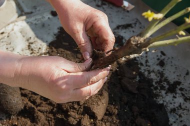 Geredener iş başında: toprağa nasıl gül ağacı dikileceğini. Toprağa gül fideleri ekiyorum. tohum kök kalitesi denetimi