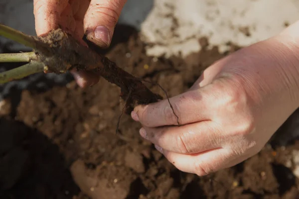 Rose Seedling Hand Planting Roses Garden Blur — Stock Photo, Image