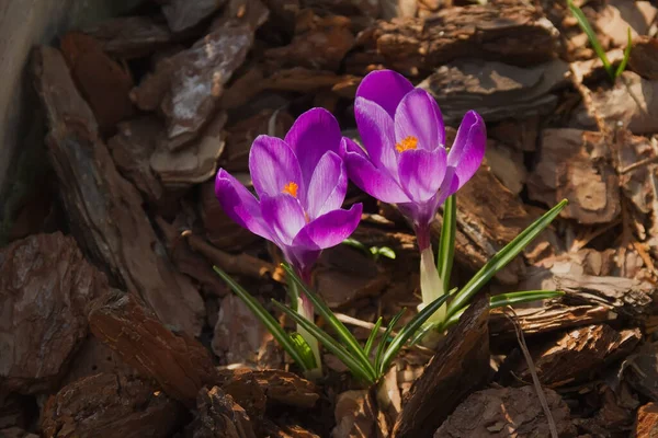 Orgona Crocus Kertben Tavaszi Virágok Primrózsa — Stock Fotó