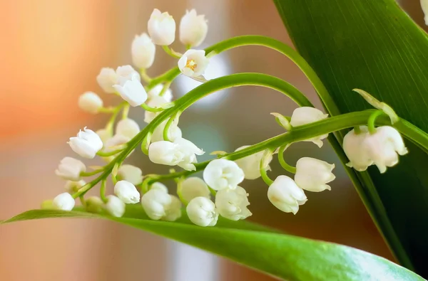 Beyaz lily vadi altın bir adam üzerinde yeşil yaprakları ile