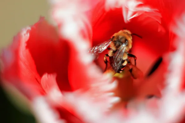 Abelha em flor florescente vermelha, ao ar livre, coletar pólen, close-up — Fotografia de Stock