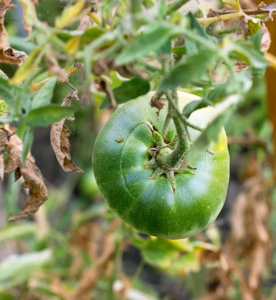 Tomates verdes en el jardín colgando de una rama — Foto de Stock