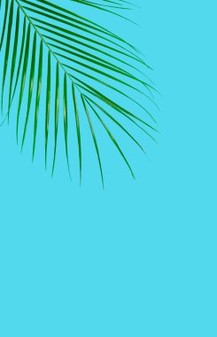 Mavi arka planda palmiye yaprakları. Asgari konsept.