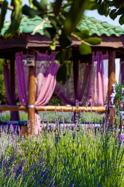 Blooming Lavender Wooden Pergola or arbour with purple curtains, flowers and green tree
