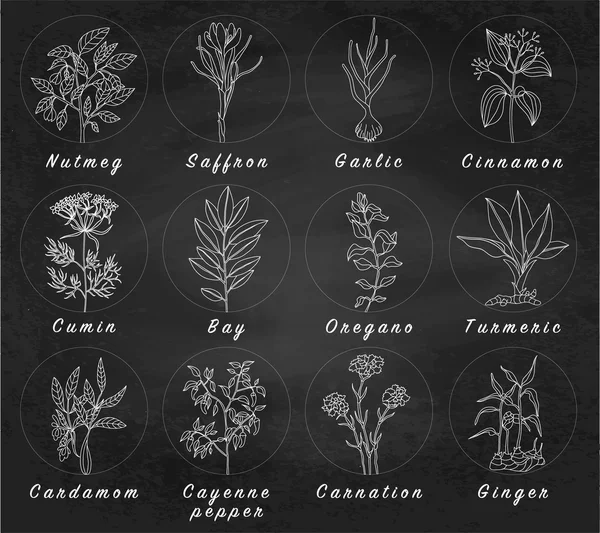 Set of spices, herbs and officinale plants icons. Healing plants — Stock Illustration Set of spices, herbs and officinale plants icons. Healing plants Stock Illustration