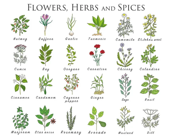 Set of spices, herbs and officinale plants icons. Healing plants — Stock Illustration Set of spices, herbs and officinale plants icons. Healing plants Stock Vector