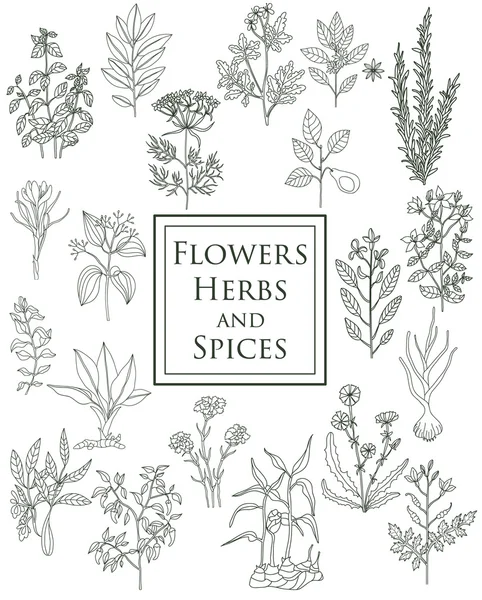 Set of spices, herbs and officinale plants icons. Healing plants — Stock Illustration Set of spices, herbs and officinale plants icons. Healing plants Royalty Free Stock Illustrations