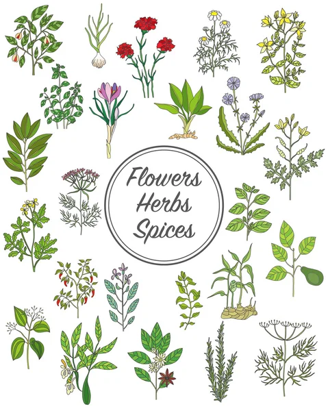 Set of spices, herbs and officinale plants icons. Healing plants — Stock Illustration Set of spices, herbs and officinale plants icons. Healing plants Stock Illustration