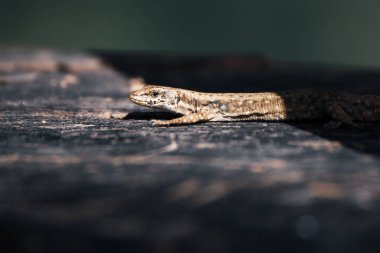 Taşın üzerinde kahverengi kertenkele 