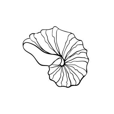 Deniz kabuğu simgesi