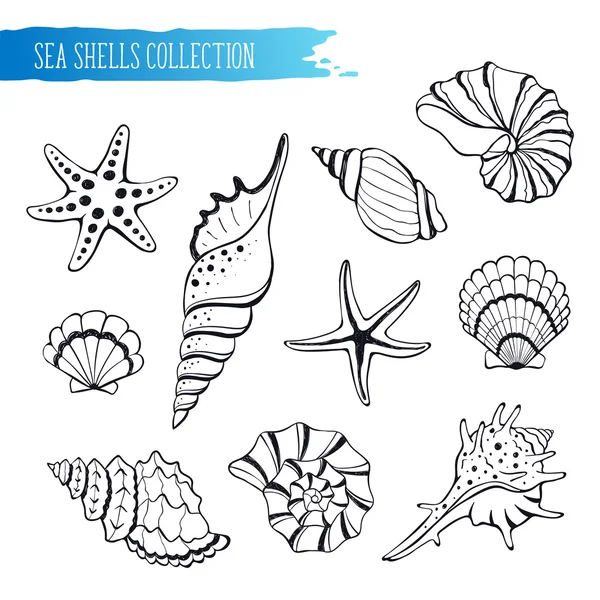 Coleção de conchas marinhas — Vetor de Stock