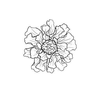 Çizilen çiçek koleksiyonu el