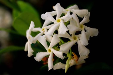 Yasemin çiçekleri, yüzgeç şekilli küçük beyaz çiçekler.