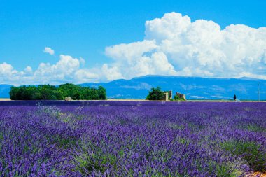Fransız Kaynağının lavanta tarlası
