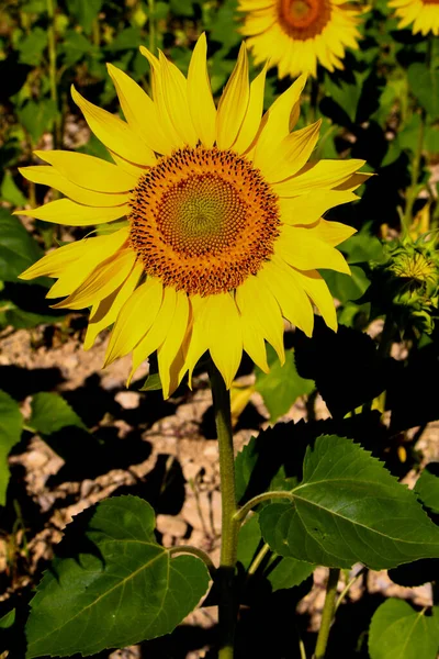ひまわり ひまわり畑 黄色い花 太陽の花 — ストック写真